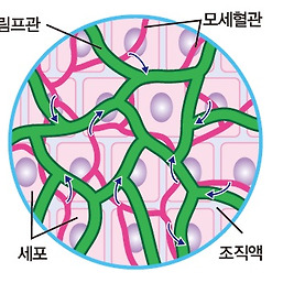 혈액과 림프계