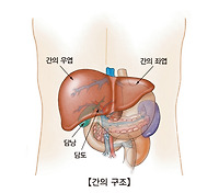 간의 양성 신생물