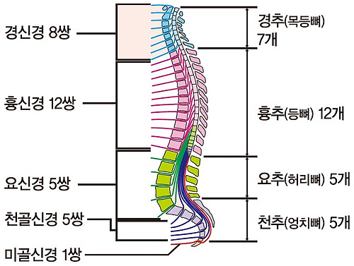 척수 신경