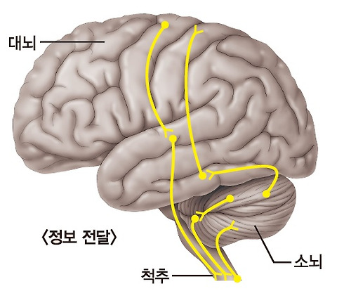 소뇌의 정보처리 구조