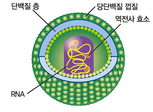 에이즈 바이러스