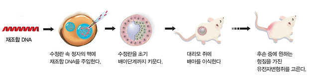 트랜스제닉 마우스 만드는 법