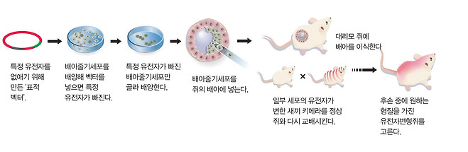 녹아웃 마우스 만드는 법