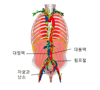 림프절의 위치