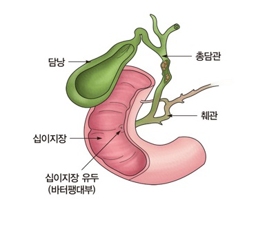 담낭의 구조