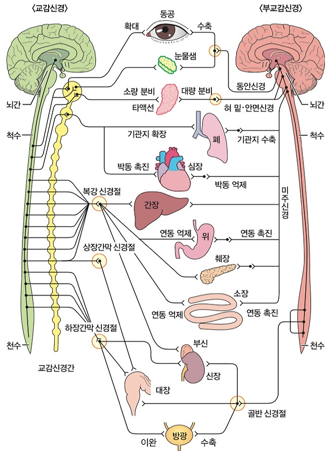 자율신경 기능