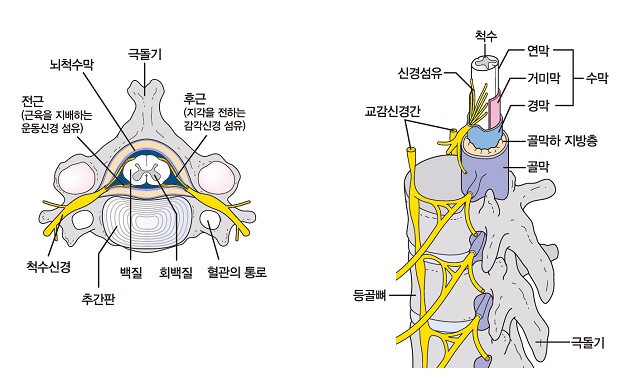 척수 단면도