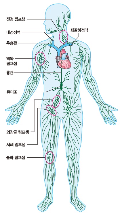 온몸의 림프계