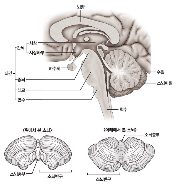 소뇌 구조