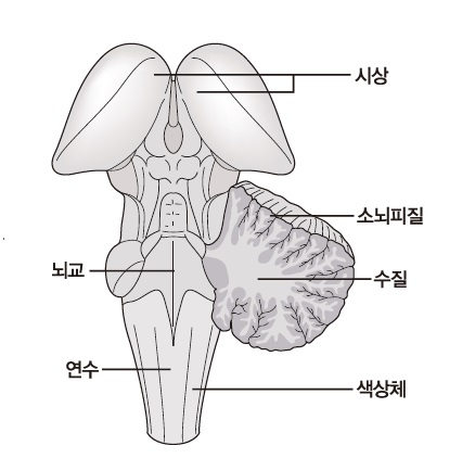 뇌간 구조