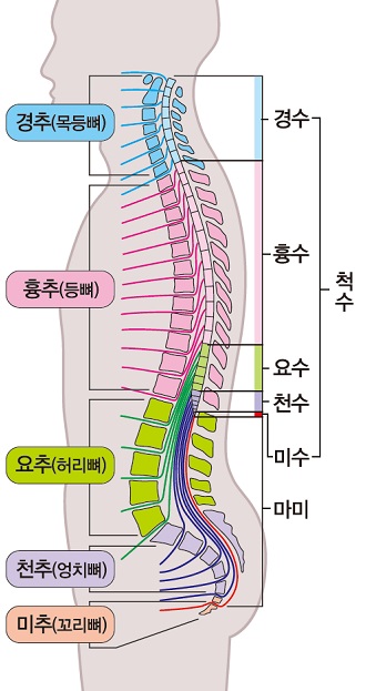 척추 구조