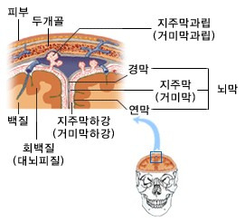 뇌를 둘러싸고 있는 것들의 구조