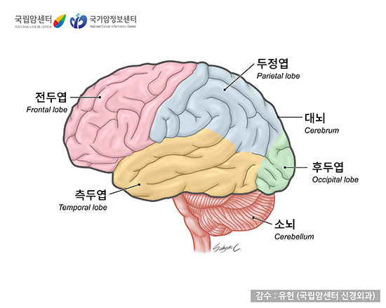 뇌의 구분