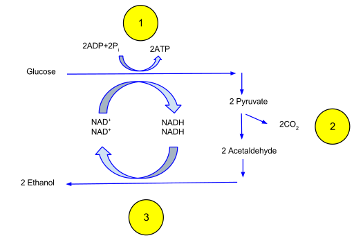 발효(fermentation)