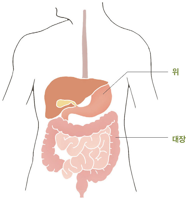 위 대장 간 반사