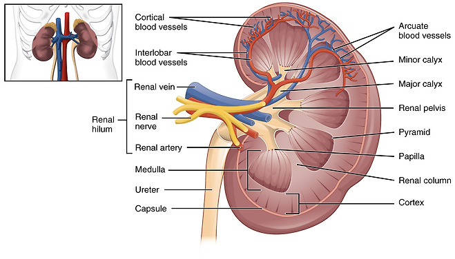 신장(Kidney)