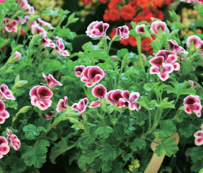 펠라르고늄랜디(Pelargonium graveolens = Pelargonium rosium)