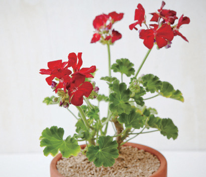 제라늄(Pelargonium inquinans)