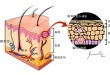 피부는 표피, 진피, 피하조직, 모낭, 정맥, 동맥으로 구성, 표피는 각질층, 과립층, 유극층, 기저층, 랑게르한스세포, 멜라닌세포로 구성