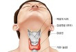 갑상선의 구조 