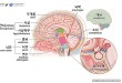 뇌의 구조