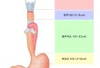 식도의 위치 - 앞니에서 거리(15cm), 경부식도(3~5cm), 흉부식도(18~22cm), 복강내 식도(3~6cm)