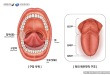 혀의 부위
