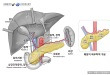 췌장의 위치와 구조