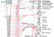 자율신경계(autonomic nervous system)