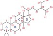 스테로이드(steroid)