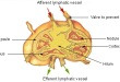림프절(Lymph node)