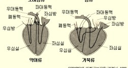 파충류의 심장