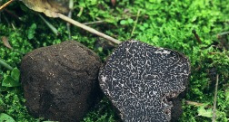 검은 송로버섯(<i>Tuber melanosporum</i>)