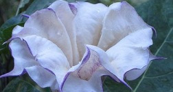 독말풀속(Datura)