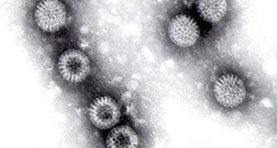 로타바이러스(Rotavirus)