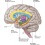 뇌의 기억에 관한 부분