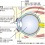 눈 구조