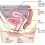 여성 생식기 구조