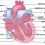 심장 구조
