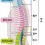 척추 구조