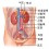 신장의 위치 - 식도, 부신, 하대정맥, 신동맥, 신정맥, 신장, 대동맥, 요관, 직장, 방광, 요도