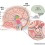 뇌의 구조