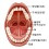 구강의 해부구조