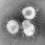 코로나바이러스 (Coronavirus)