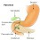 담낭(gallbladder)