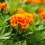 만수국(<i>Tagetes erecta</i>)