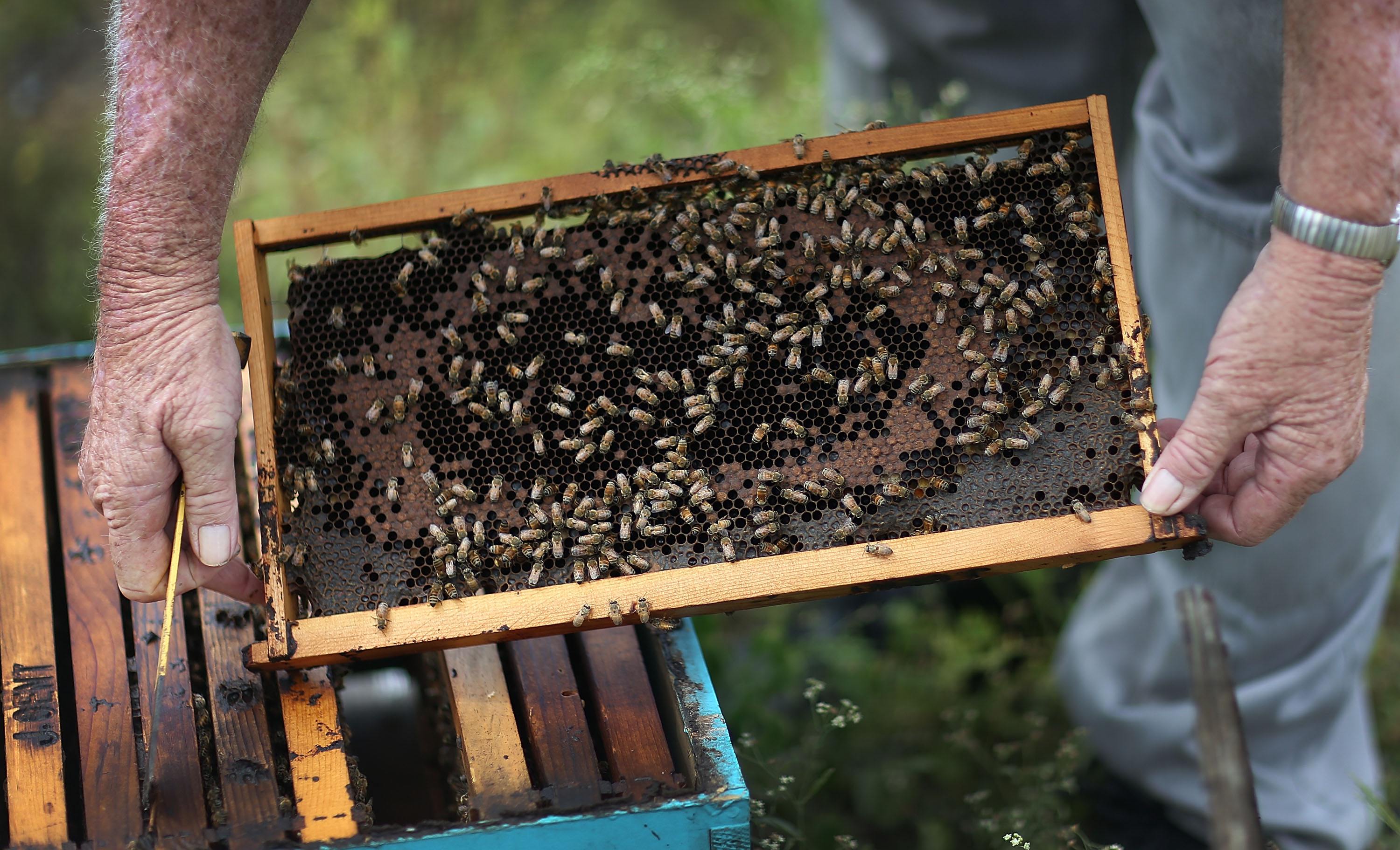 HOMESTEAD, FL - MAY 19:  John Gentzel, the owner of J & P Apiary and Gentzel's Bees, Honey and Pollination Company, works with his honeybees on May 19, 2015 in Homestead, Florida. U.S. President Barack Obama's administration announced May 19, that the government would provide money for more bee habitat as well as research into ways to protect bees from disease and pesticides to reduce the honeybee colony losses that have reached alarming rates.  (Photo by Joe Raedle/Getty Images)