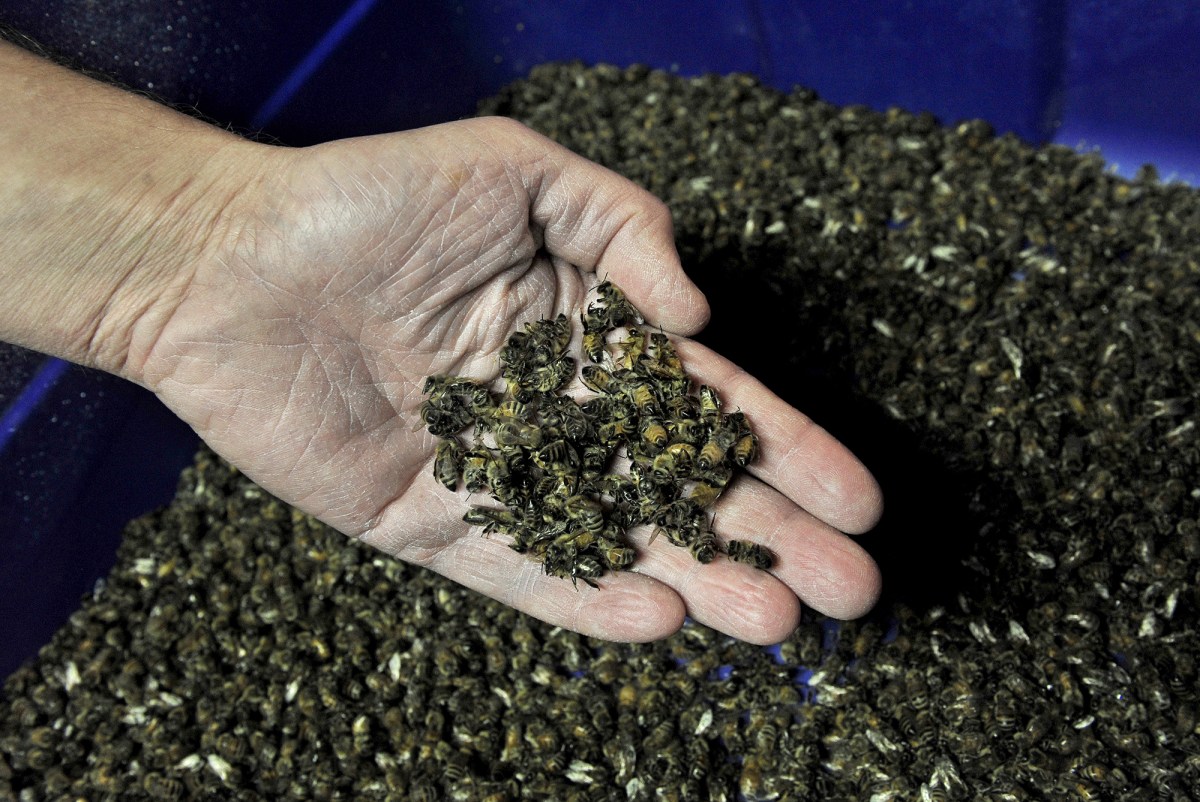 BROOKINGS,SD-JAN 11:  Entomologist Jonathan Lundgren is a USDA scientist who is struggling to get out his research that may provide some answers to the dwindling honey bee population. (Photo by Michael S. Williamson/The Washington Post via Getty Images)