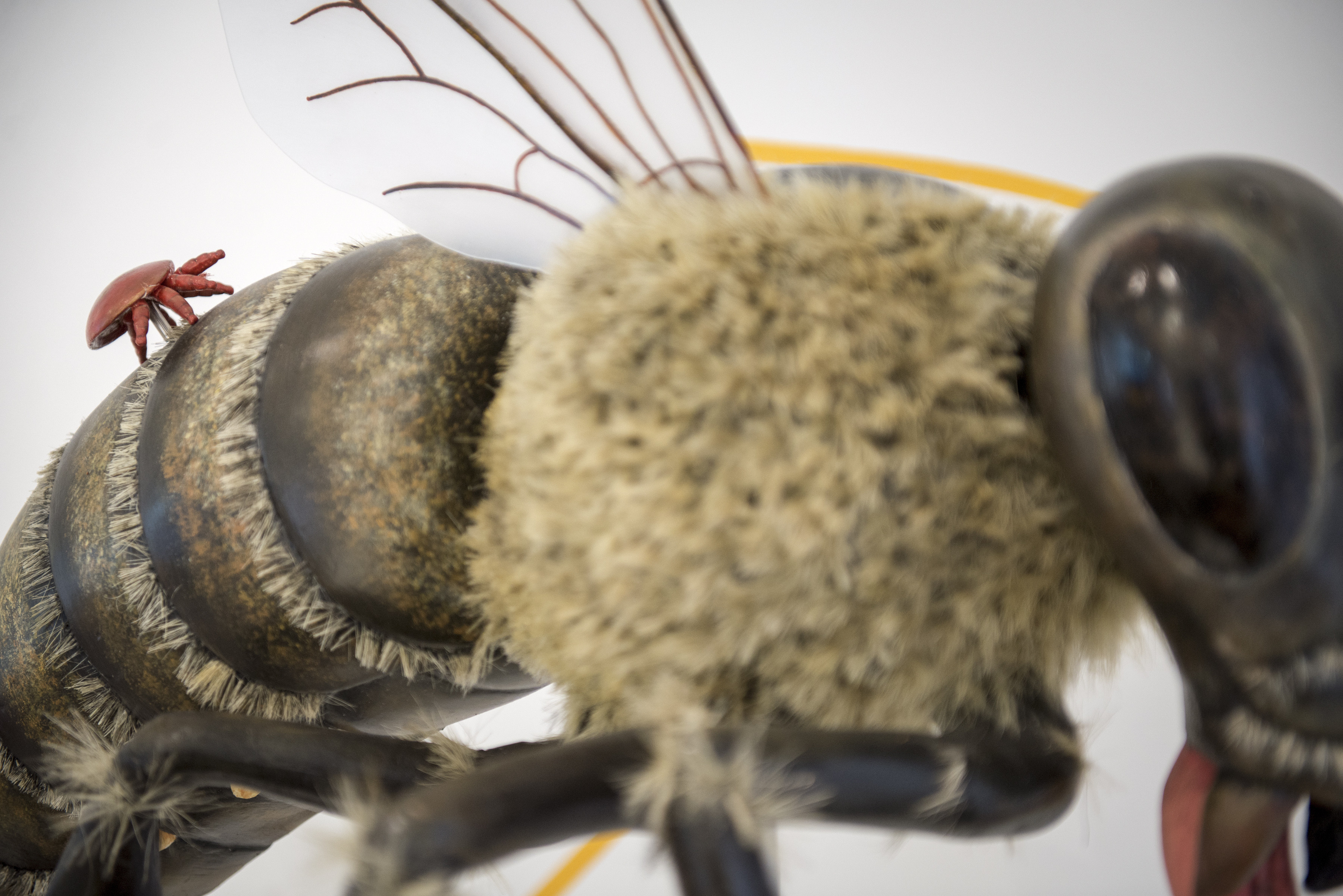 FILE -- A model of honeybee with a varroa mite on its back at Bayer's Bee Care Center in Monheim am Rhein, Germany, Nov. 19, 2013. Scientists and biotechnology companies are developing a way to kill insects, like the mite, which is believed to be partly responsible for the mass die-offs of honeybees, by disabling their genes. (Joanna Nottebrock/The New York Times) -- EDITORIAL USE ONLY