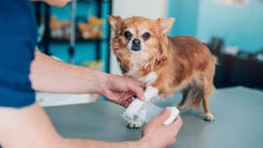 Pet Insurance That Covers Pre-Existing Conditions